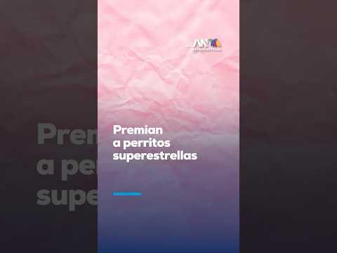 ¡LOS MEJORES PERRITOS ACTORES! | Premios Fido premiaron a los talentos caninos del séptimo arte