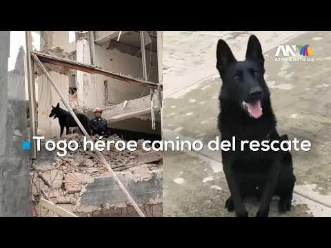 "Togo" Héroe de cuatro patas brilló en derrumbe en San Antonio Abad