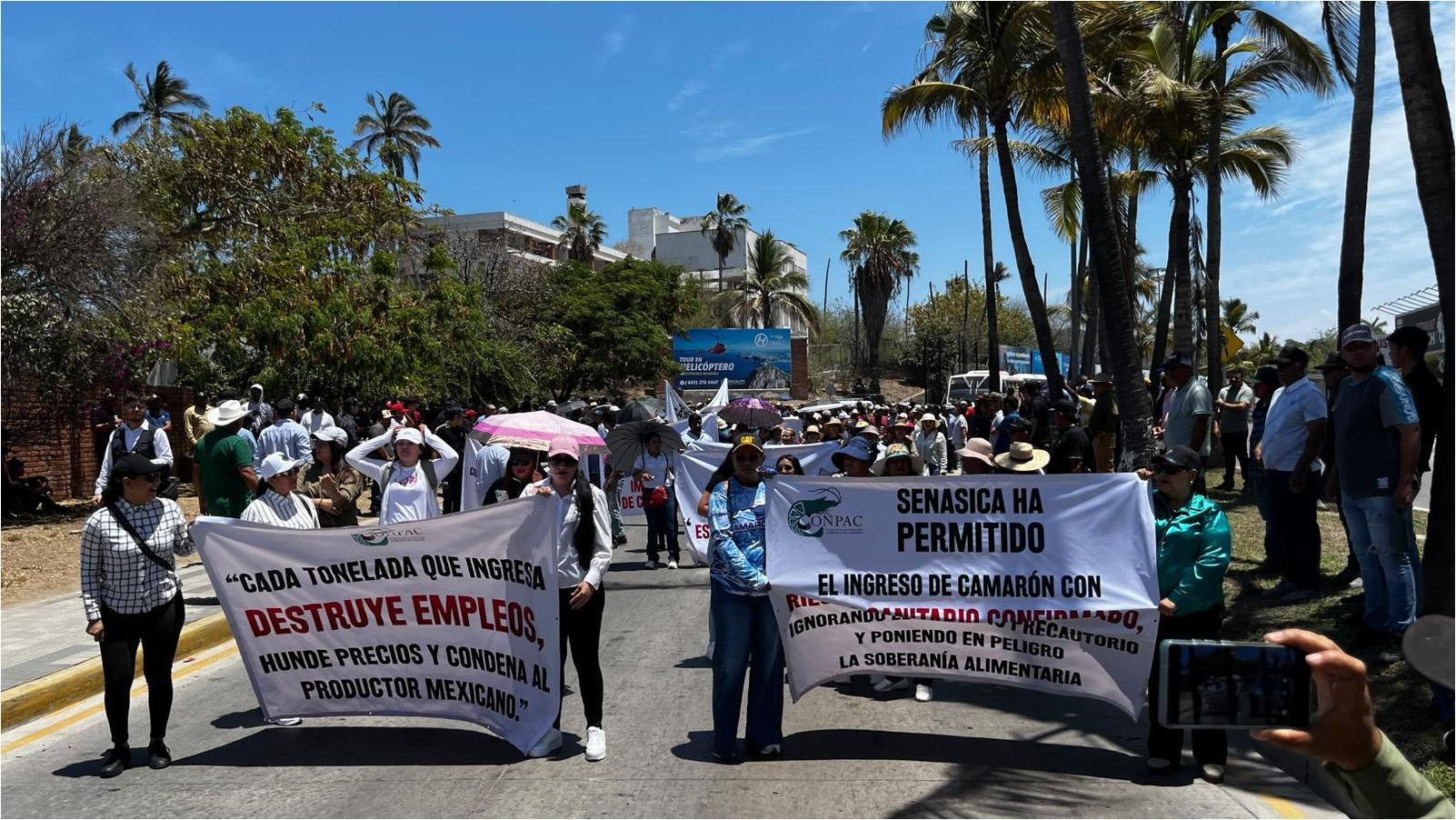 Crisis Pesquera en Mazatlán: Camarón Ilegal y Abandono Federal