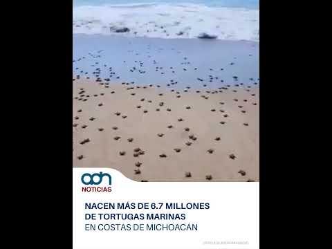 Más de 6.7 millones de tortugas marinas nacieron en las costas de Michoacán durante la temporada