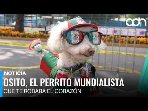 Él es Osito, el perrito mundialista que robó corazones