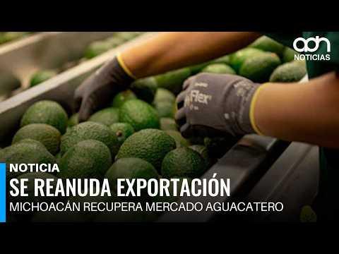 El mercado estadounidense reabre sus puertas a la exportación del aguacate michoacano