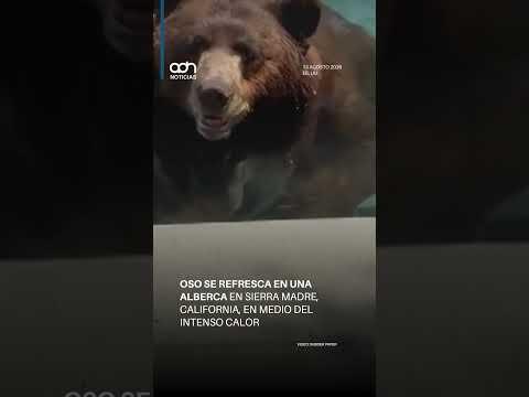 Oso se refresca en una alberca en Sierra Madre, California, en medio del intenso calor