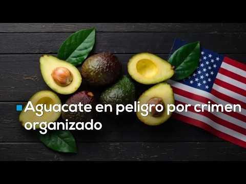 ¡GOLPE AL ORO VERDE! Violencia y extorsión acorralan a los productores de aguacate en Michoacán