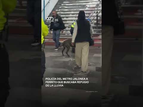 ¡El perrito solo buscaba refugio para la lluvia!